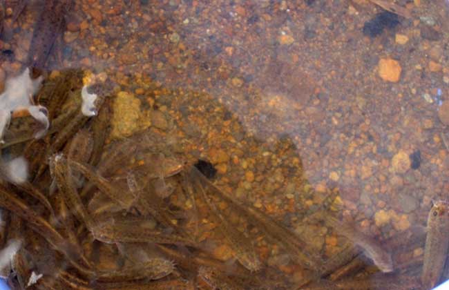 泥鳅养殖池的水质管理方法