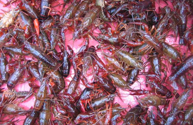 淡水龙虾养殖成本预算