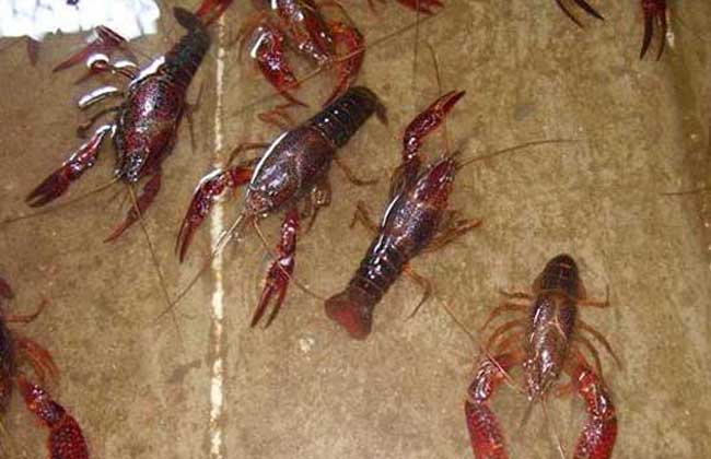 小龙虾高产养殖技术