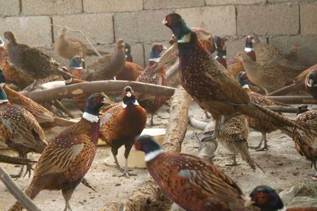 山鸡养殖商品鸡的饲养管理技术
