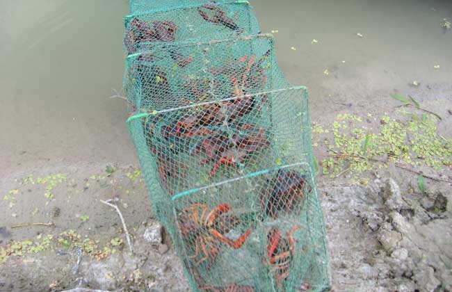 龙虾养殖中稚虾培育方法