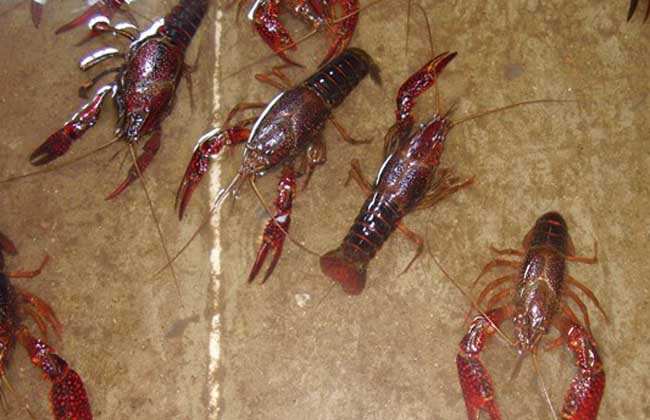 澳洲淡水龙虾养殖技术