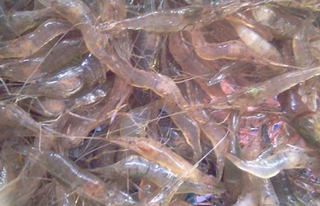河虾养殖技术