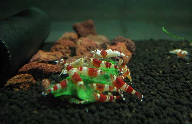 水晶虾养殖技术