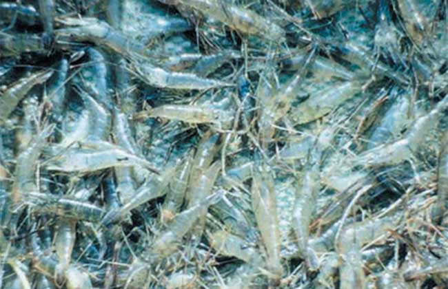 南美白对虾的饲料营养