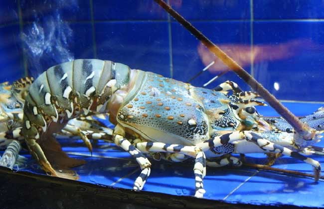 澳洲大龙虾养殖技术