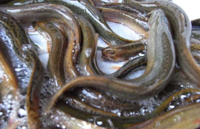 水泥池养殖泥鳅常见误区和解决办法