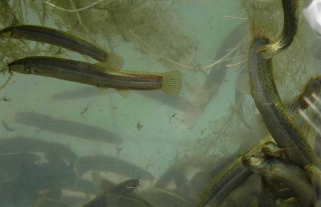 水泥池养殖泥鳅常见误区和解决办法