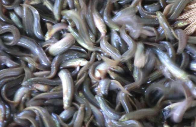 泥鳅养殖的常见养殖模式