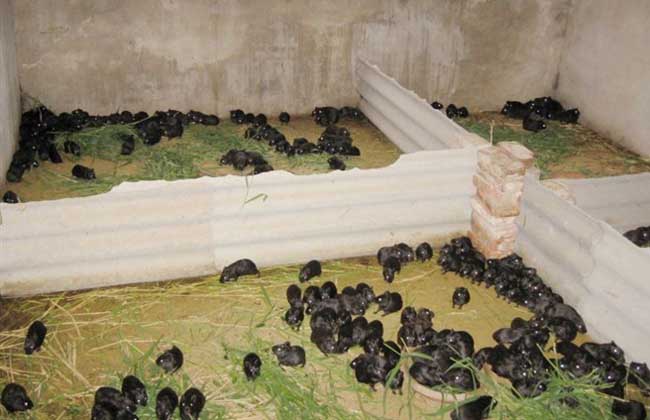黑豚养殖的饲料配方