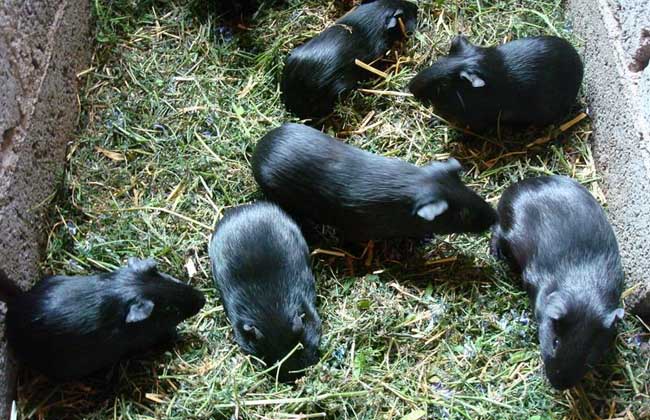 黑豚养殖的经济价值