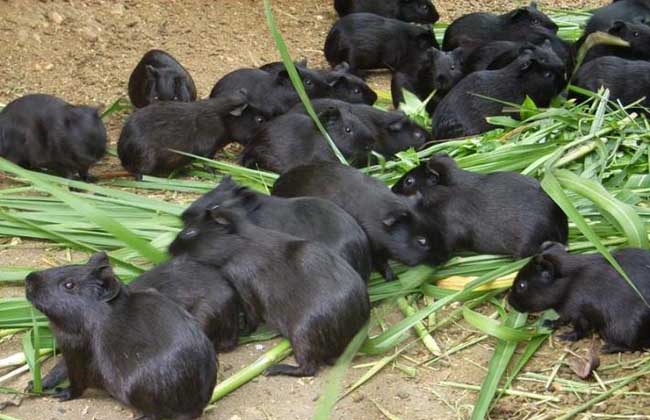 中国黑豚养殖技术