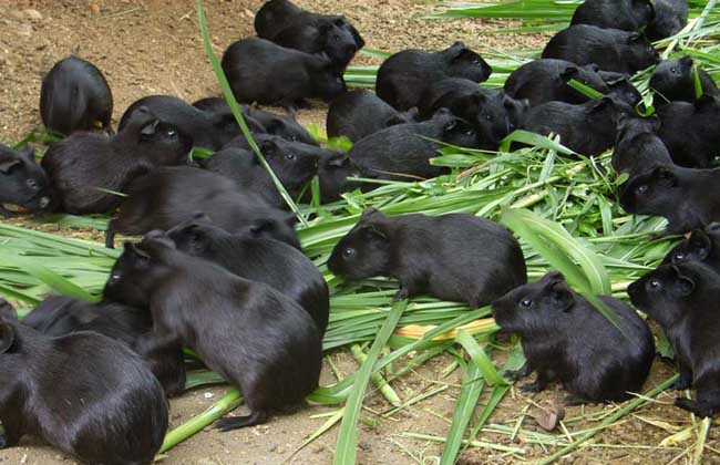 养殖的黑豚是否患病的鉴别方法
