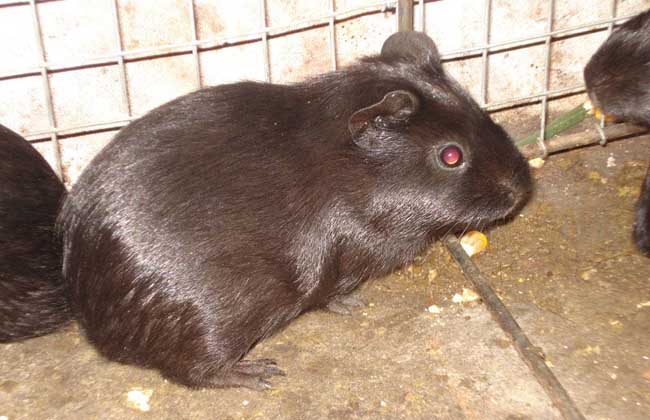 养殖的黑豚是否患病的鉴别方法