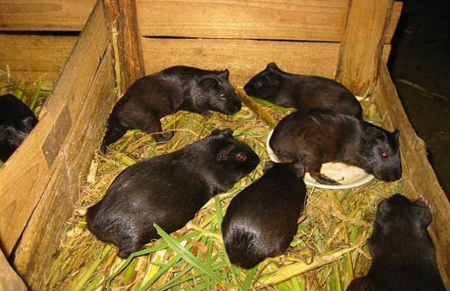 黑豚鼠常见体内寄生虫的防控措施