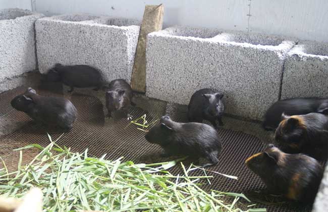 黑豚高效养殖技术