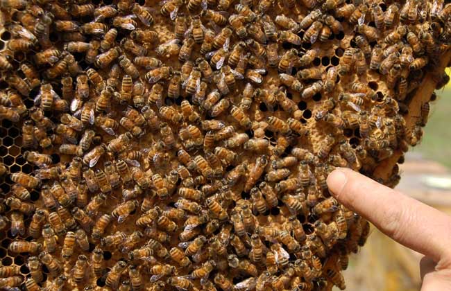 蜜蜂生产蜂王的培育技术