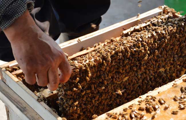 冬季中蜂养殖中的饲喂技术