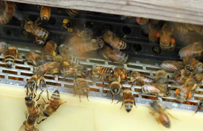 蜜蜂养殖的基础管理