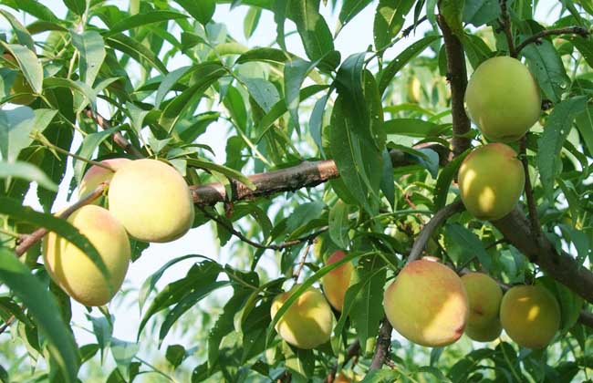 黄桃树苗的价格及种植方法