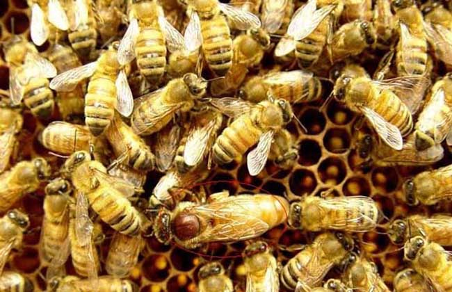 蜜蜂的发育