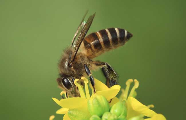 蜜蜂的特点