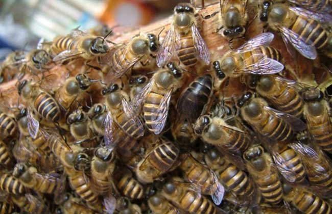蜜蜂安全越冬的技术
