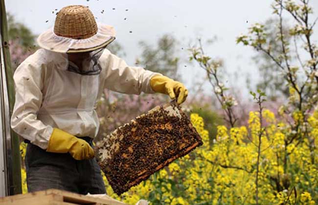 蜜蜂疾病观察诊断六个措施