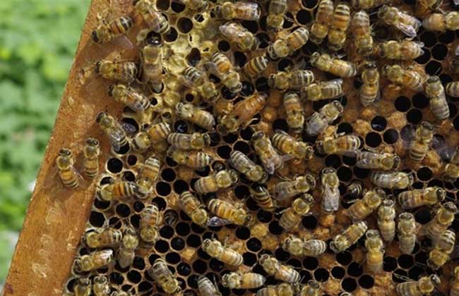 最新流行10大人工分蜂方法