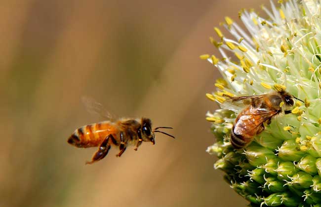 如何使蜜蜂抗夏衰