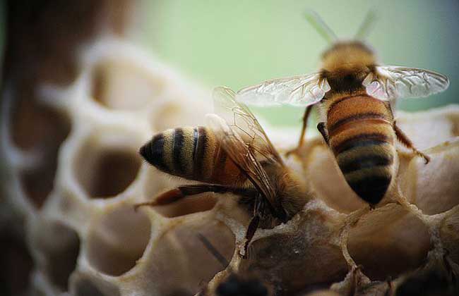 如何使蜜蜂抗夏衰