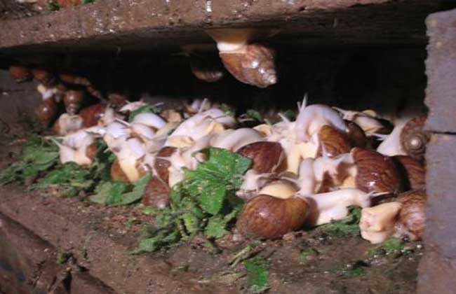 湿度对白玉蜗牛养殖的影响