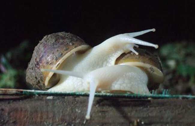 白玉蜗牛养殖中吃什么?