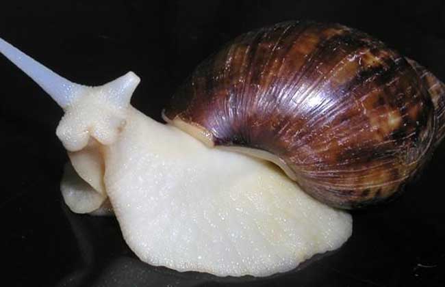 白玉蜗牛高效养殖技术