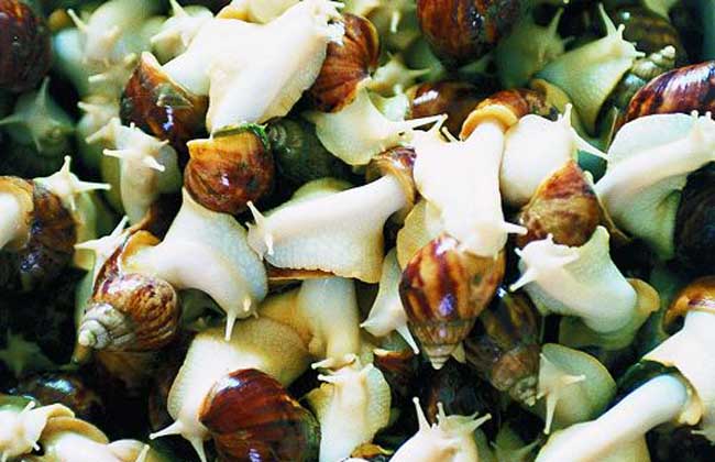 冬季白玉蜗牛养殖保温措施