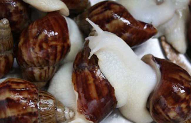 提高蜗牛卵孵化率的方法