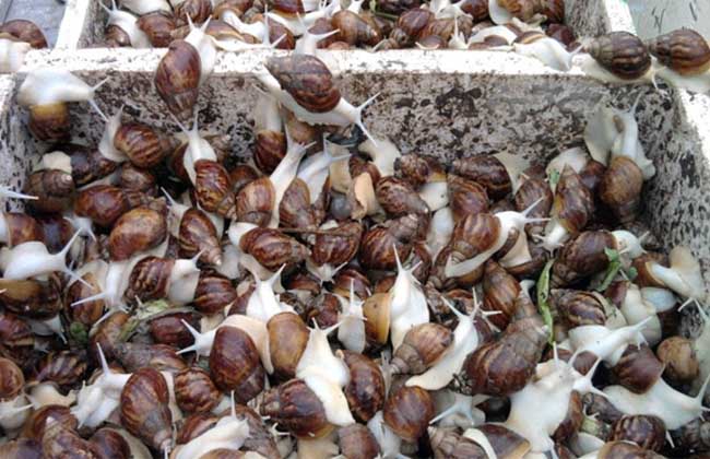 白玉蜗牛人工养殖应注意病虫害的防治
