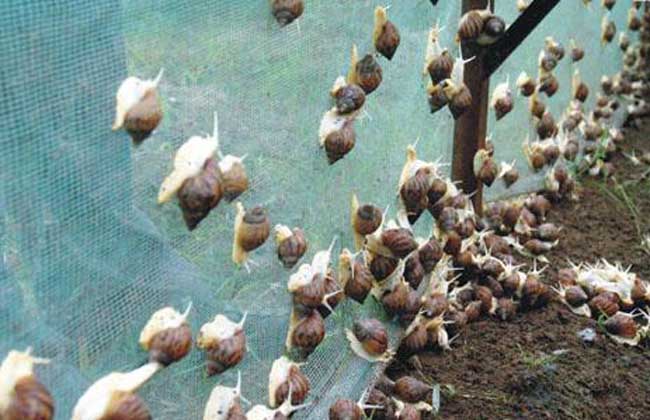 白玉蜗牛养殖的经济价值和社会意义