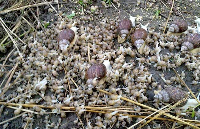 夏季养殖白玉蜗牛