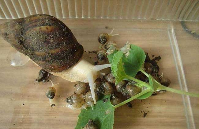 白玉蜗牛的大田养殖技术