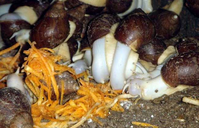 白玉蜗牛的大田养殖技术