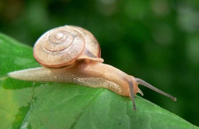 蜗牛的种类