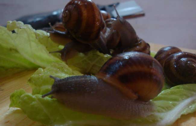 法国光亮大蜗牛养殖技术