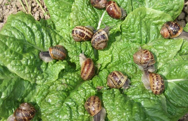 散大蜗牛养殖技术