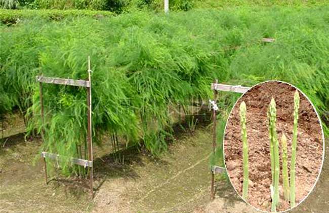 芦笋种子种植前的处理方法