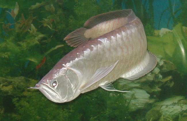 银龙鱼可以和哪些鱼混养