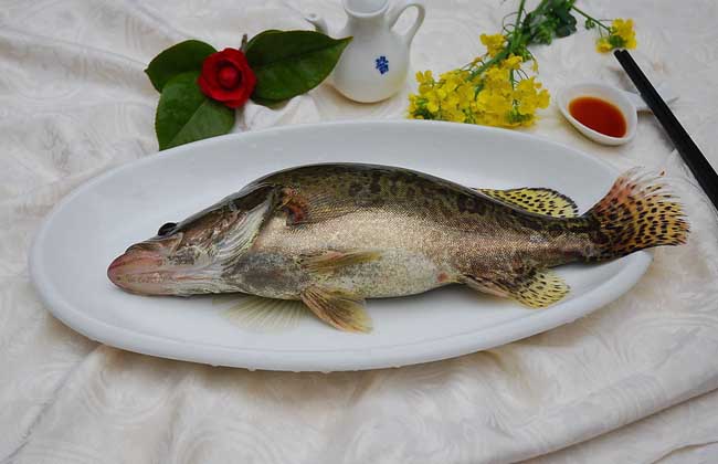 桂鱼多少钱一斤