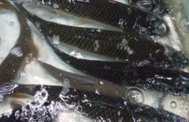 池塘精养草鱼高产养殖管理技术