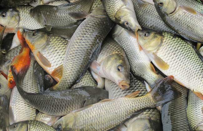 鱼养殖过程中的冬季管理技术