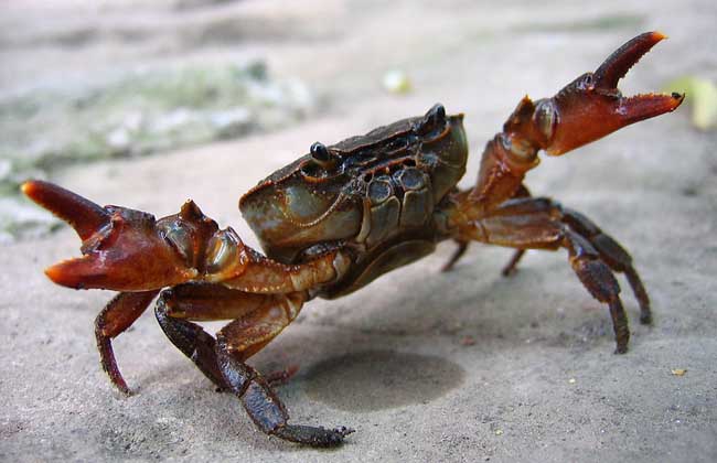 螃蟹养殖过程中出现逃跑的原因 